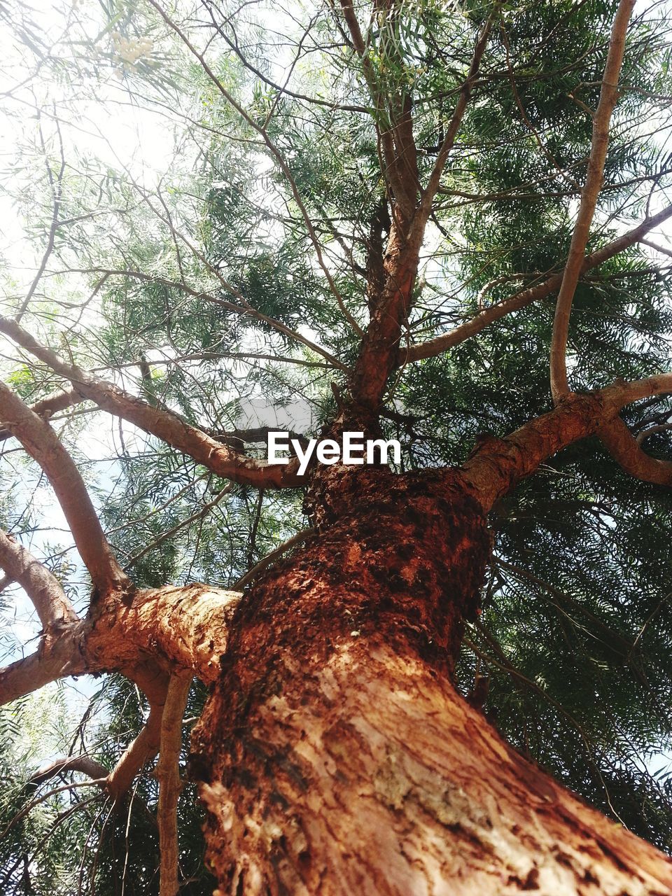 LOW ANGLE VIEW OF TREES IN FOREST