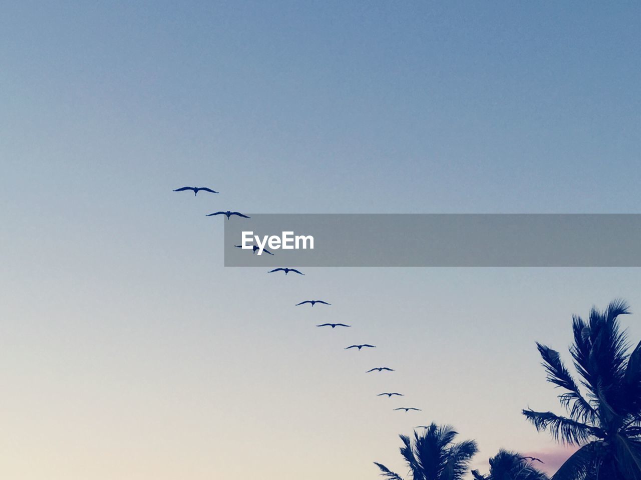 LOW ANGLE VIEW OF SILHOUETTE BIRDS FLYING IN SKY