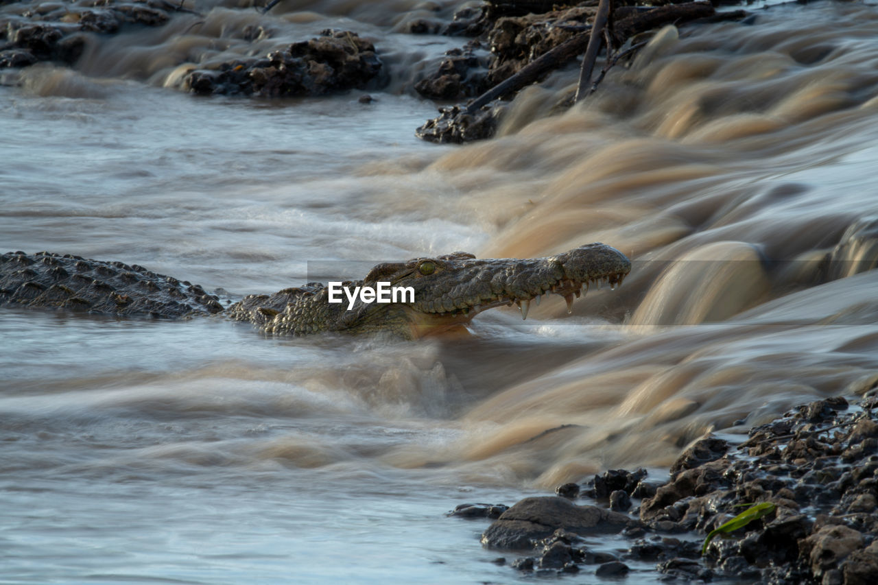 Nile crocodile waits for fish on waterfall