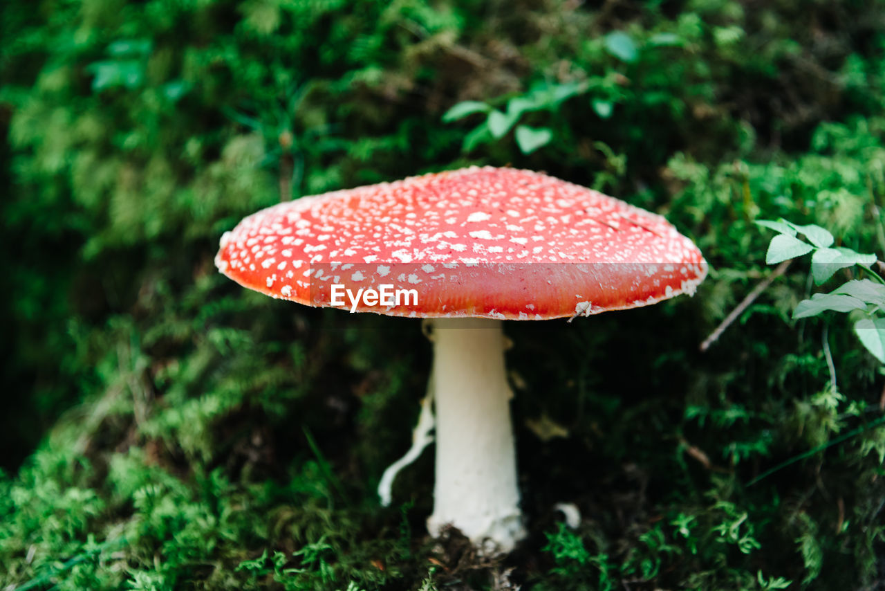 Close-up of fly agaric mushroom growing on field