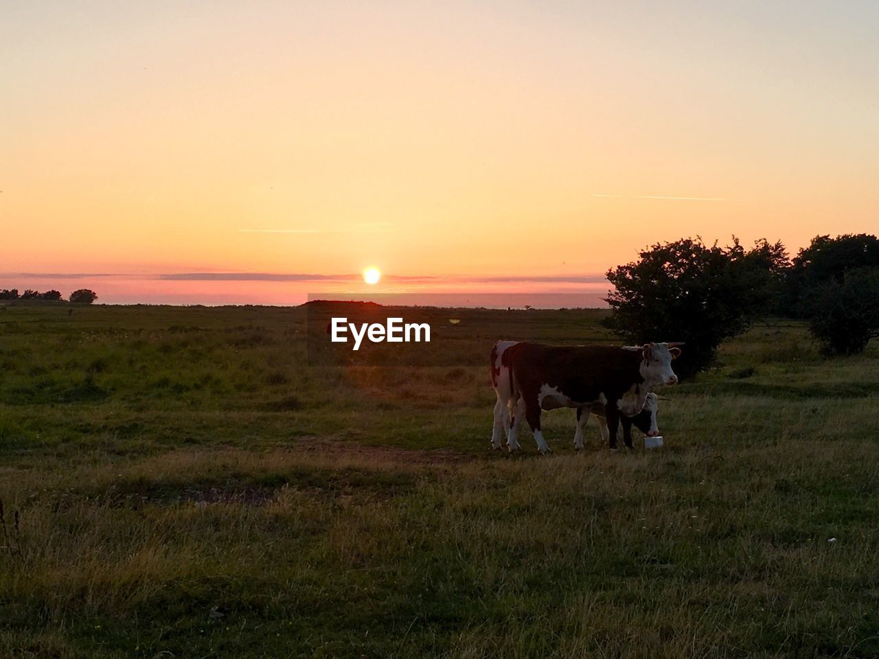 COWS ON FIELD AGAINST ORANGE SKY