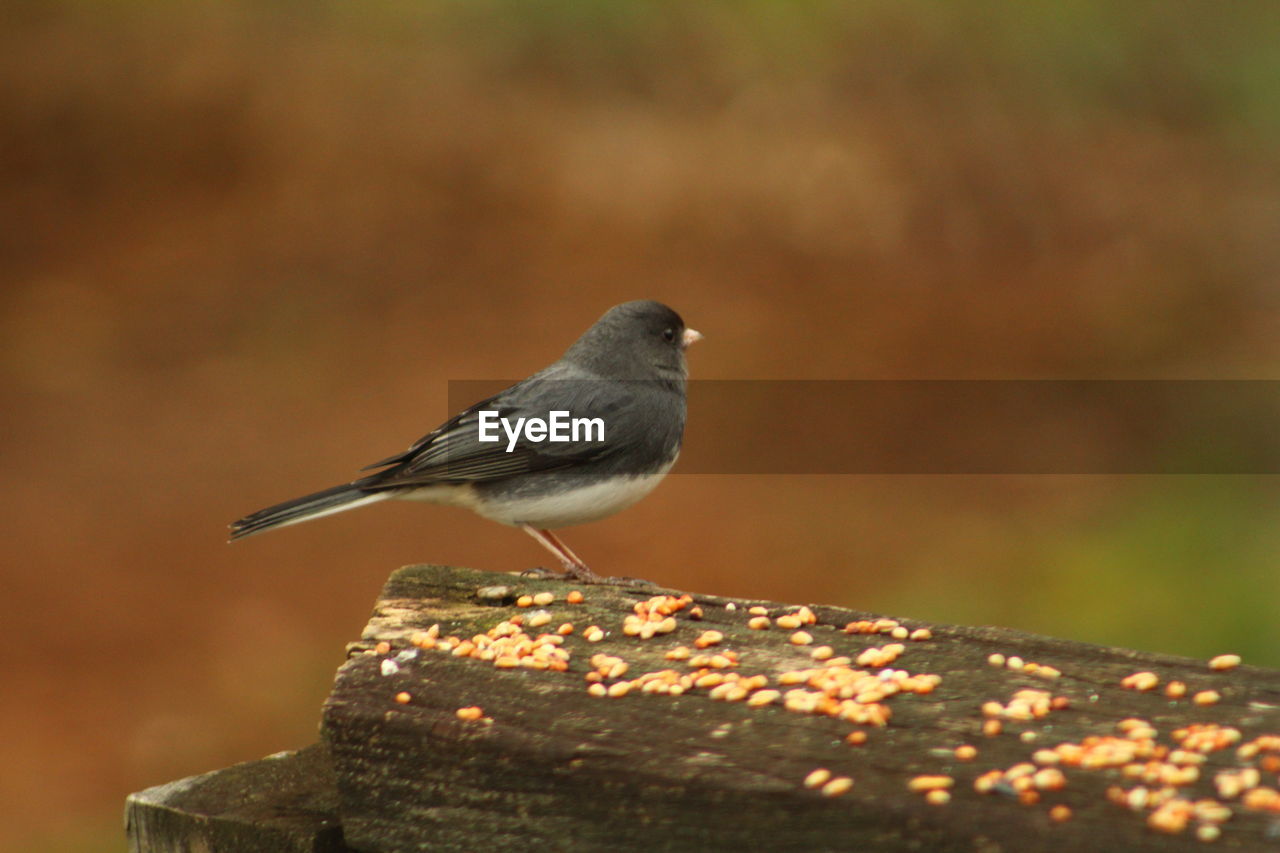 CLOSE-UP OF BIRD PERCHING ON WALL