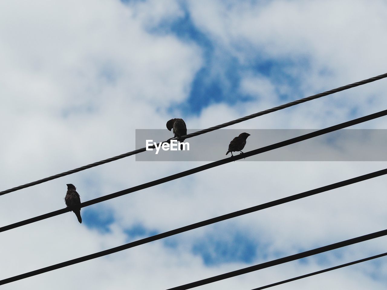 Birds on the electric line