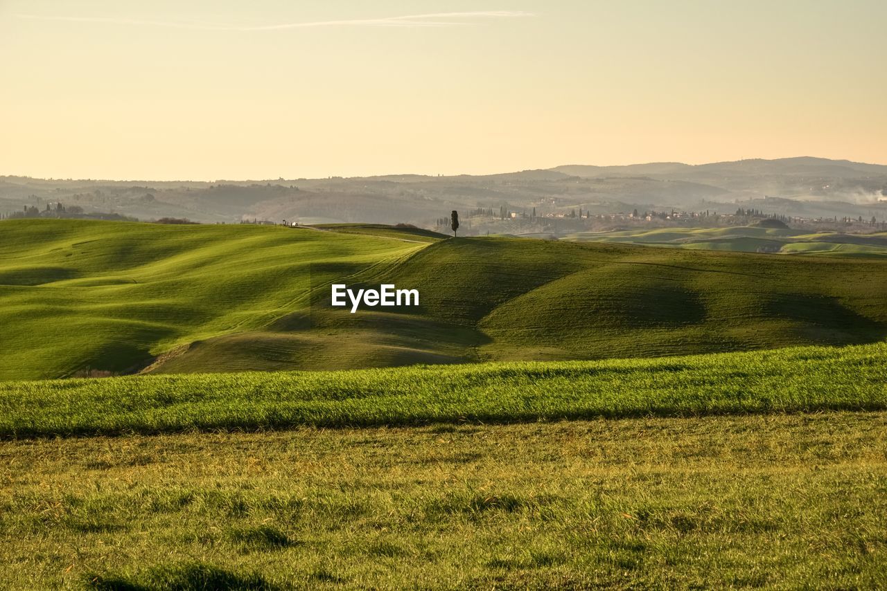 Scenic view of field against clear sky