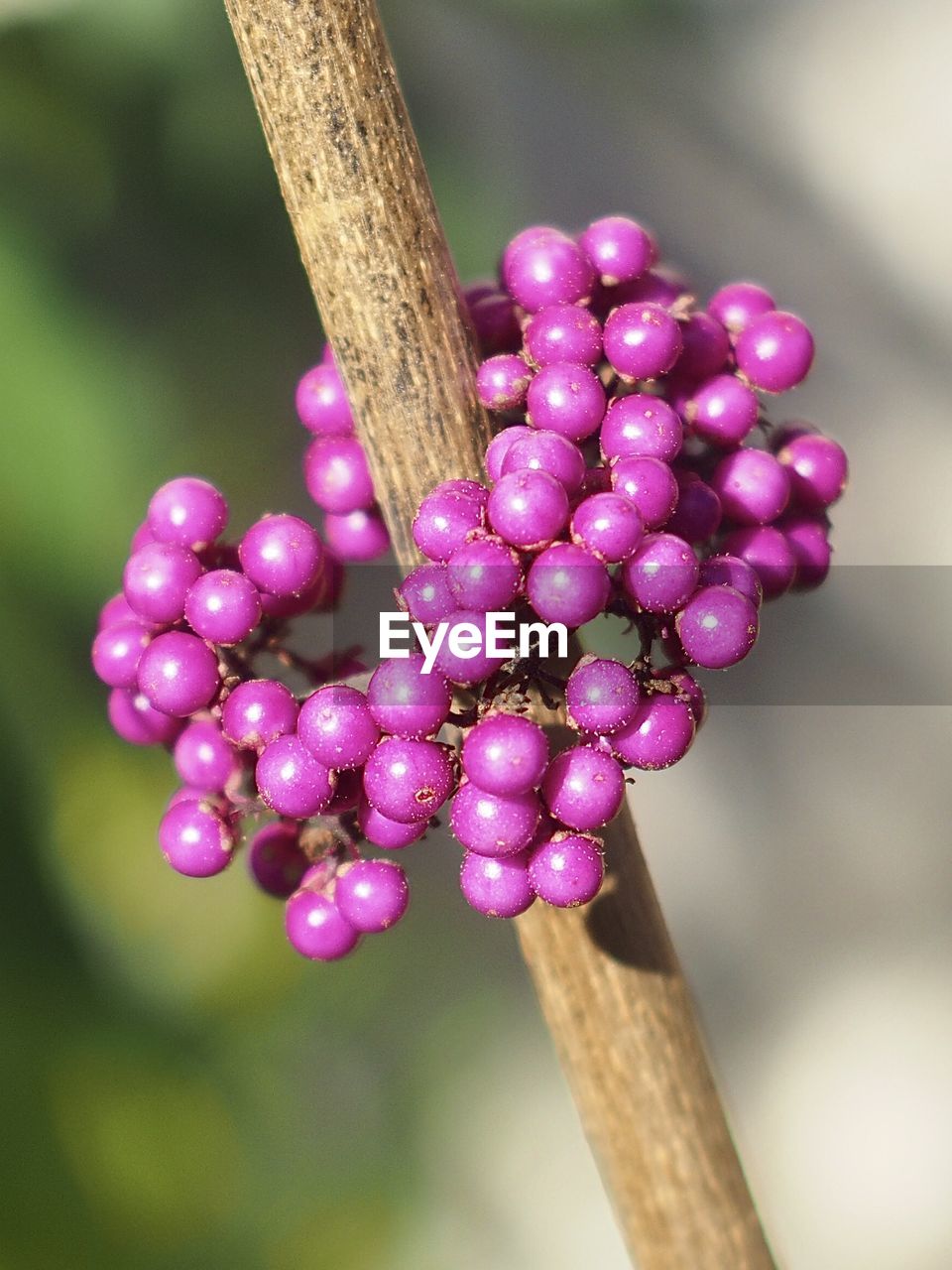 CLOSE-UP OF BERRIES ON TREE BRANCH