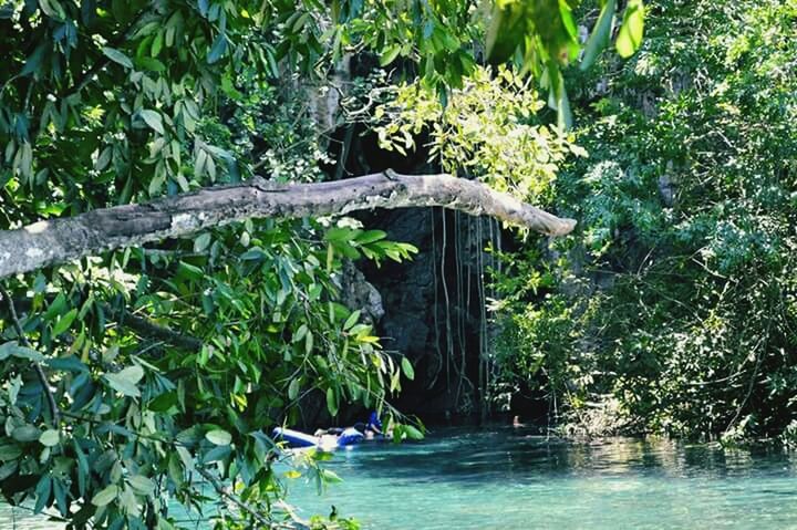 TREES GROWING IN WATER