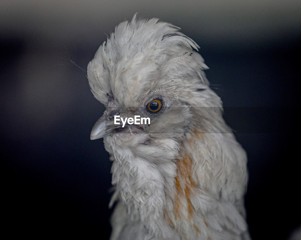 Close-up of white bird against black background