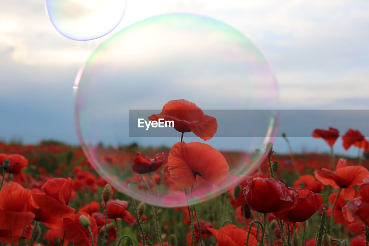 Close-up of red poppy flowers blooming against sky