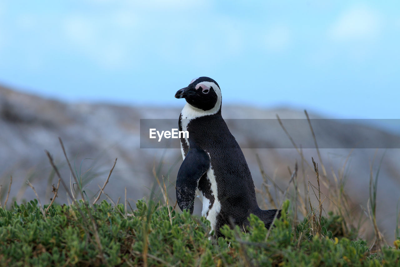 Full length of a penguin on grass