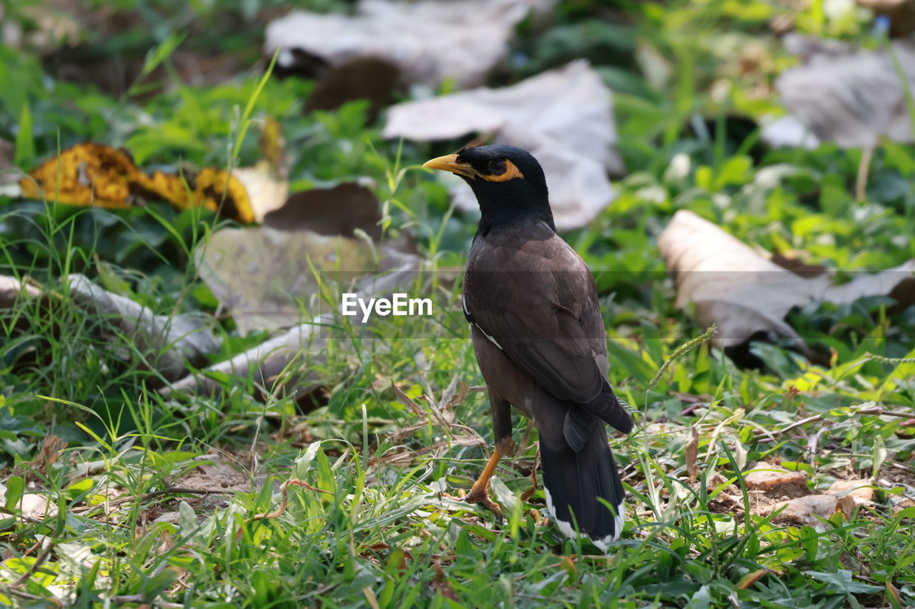 animal themes, animal, bird, animal wildlife, wildlife, nature, one animal, plant, grass, blackbird, no people, acridotheres, outdoors, land, black, day, beak, full length, perching