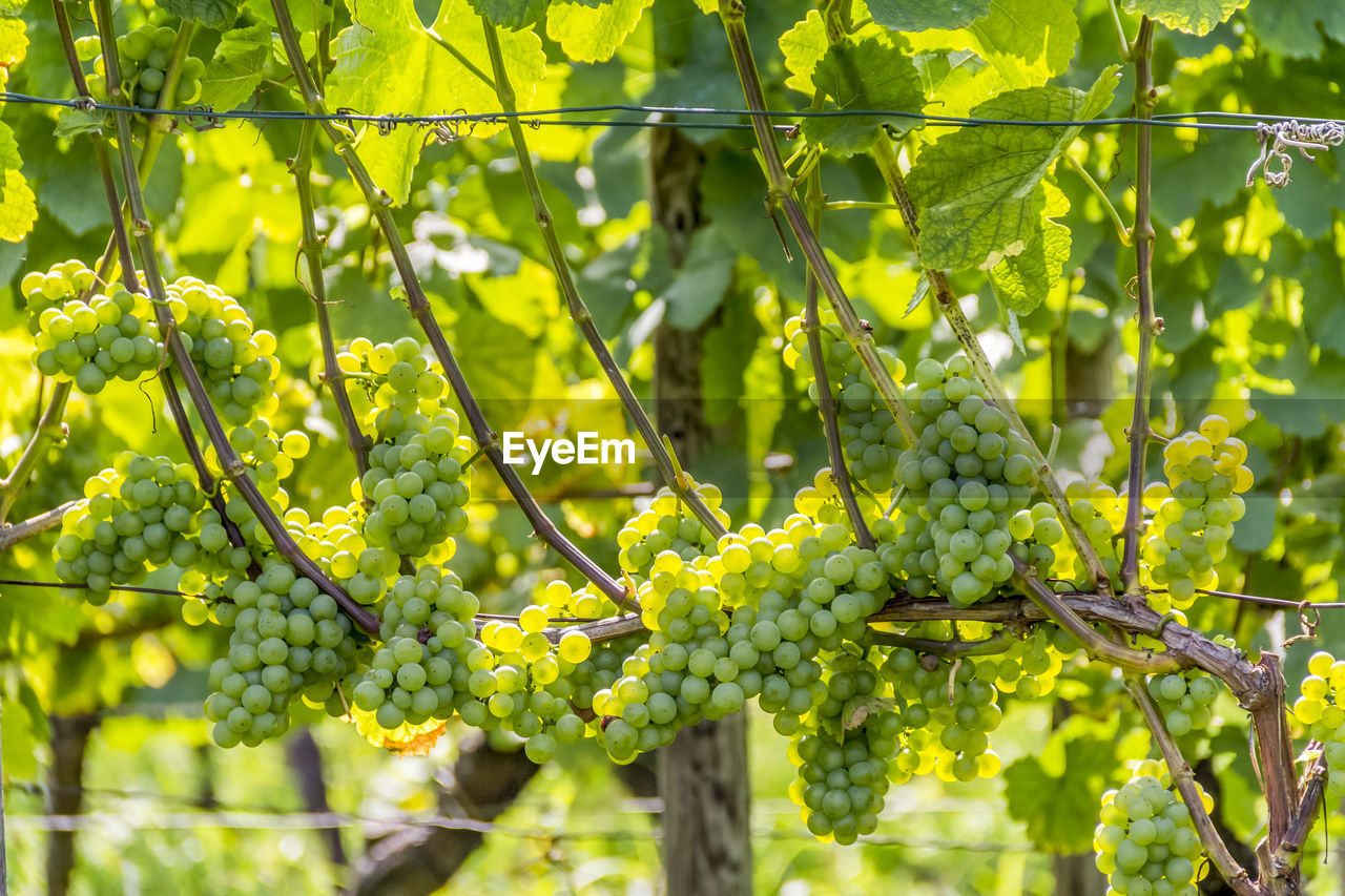 CLOSE-UP OF GRAPES GROWING ON PLANT