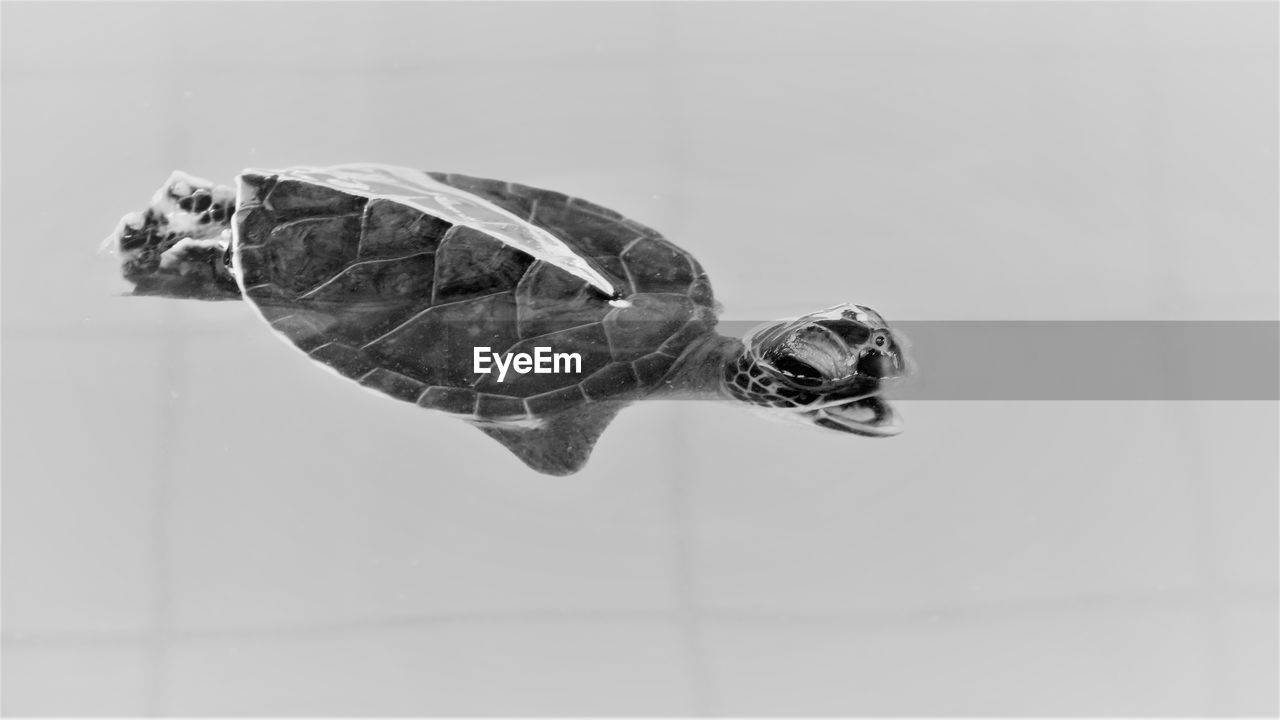 Close-up of turtle in water