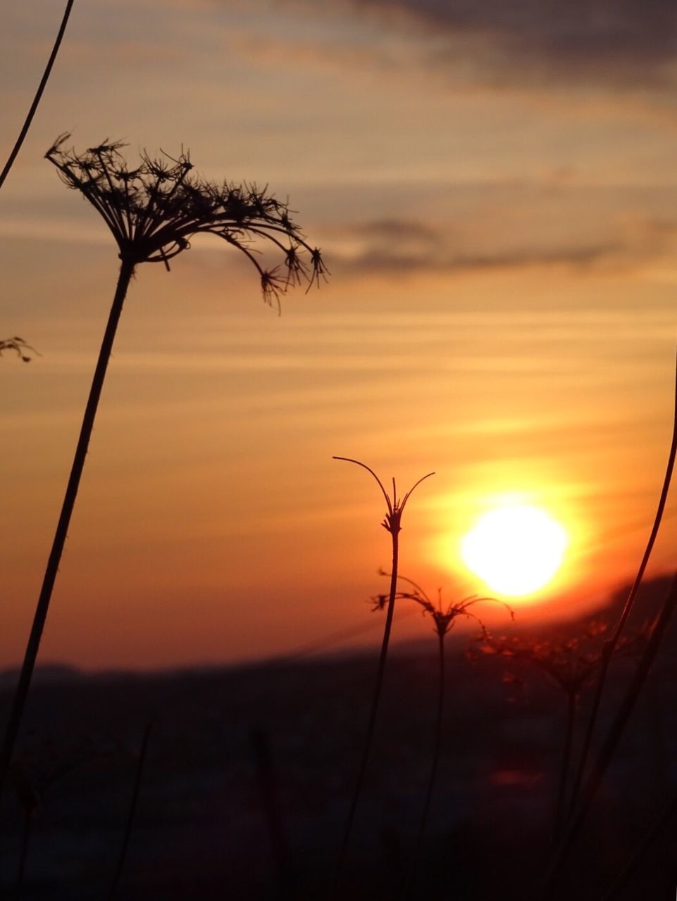 SILHOUETTE PLANT AGAINST SKY DURING SUNSET