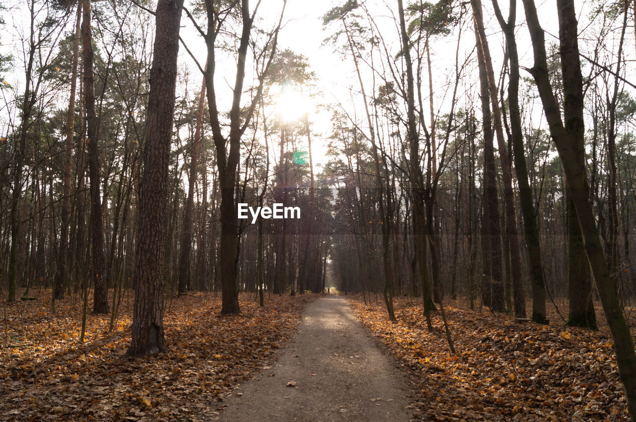 DIRT ROAD AMIDST TREES IN FOREST DURING AUTUMN