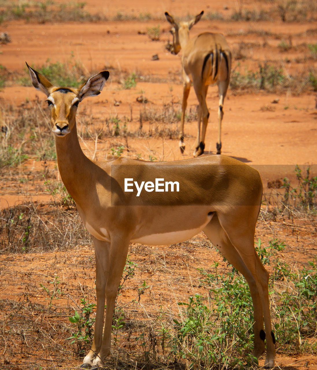 Deer standing in a field