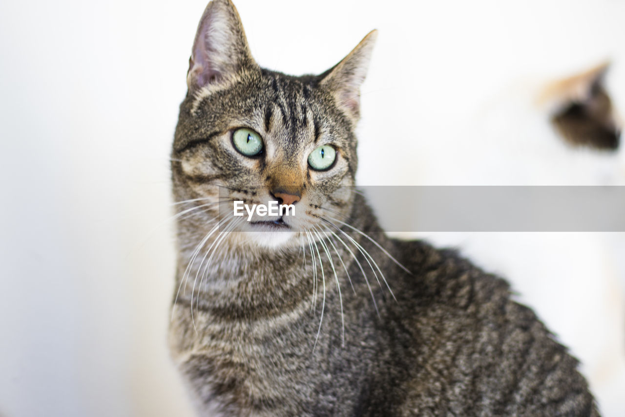 CLOSE-UP OF CAT LOOKING AWAY