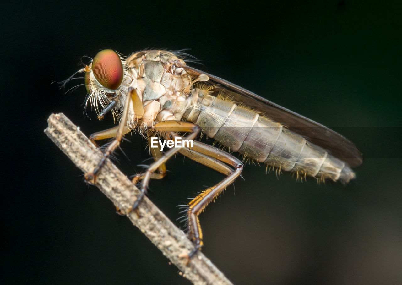 Robberfly gold