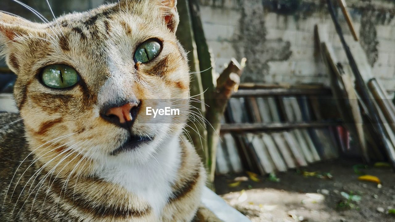 PORTRAIT OF TABBY CAT