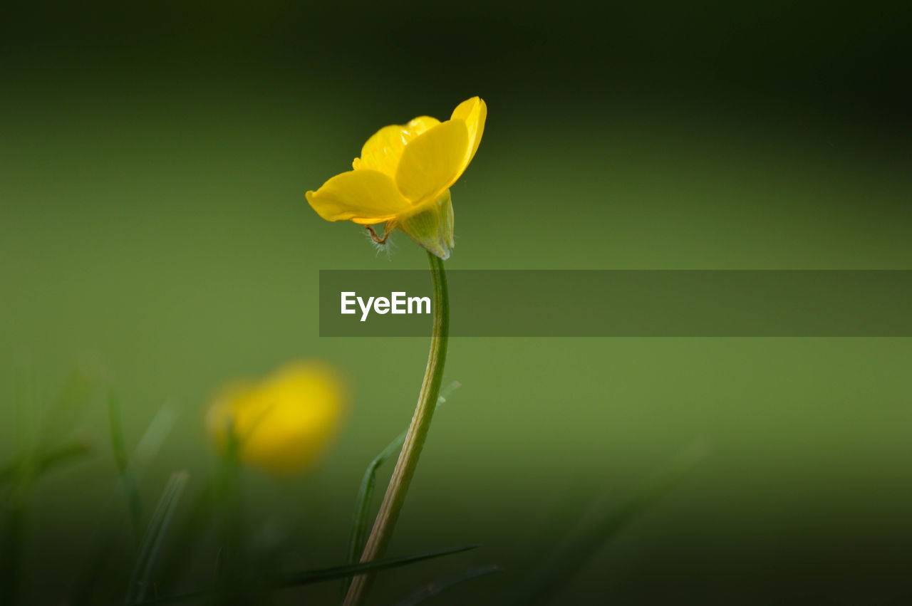 Close-up of yellow flowers