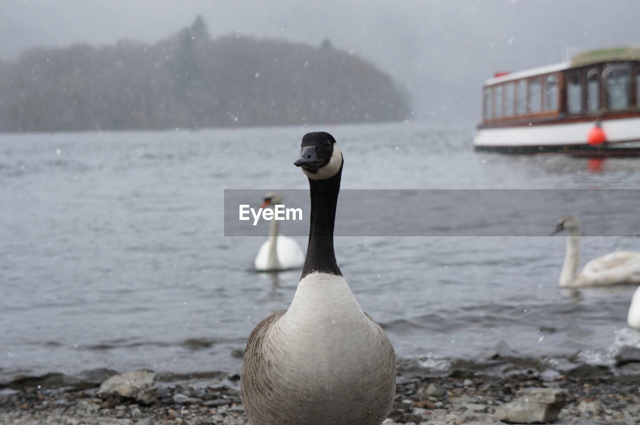 Close-up of canada goose on shore at beach