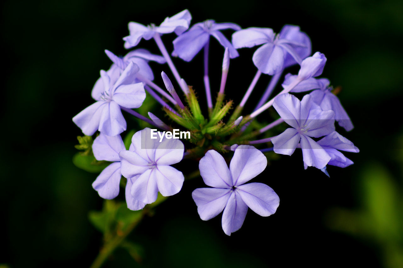 Close-up of purple flowers