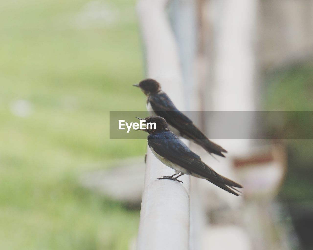 CLOSE-UP OF SPARROW PERCHING ON STEM