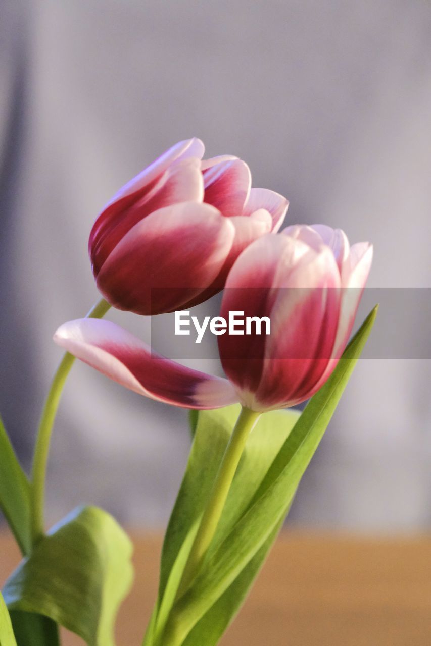 flower, plant, flowering plant, freshness, beauty in nature, close-up, fragility, petal, nature, flower head, tulip, pink, inflorescence, no people, plant part, leaf, focus on foreground, growth, plant stem, macro photography, bud, outdoors, springtime, blossom, green, selective focus