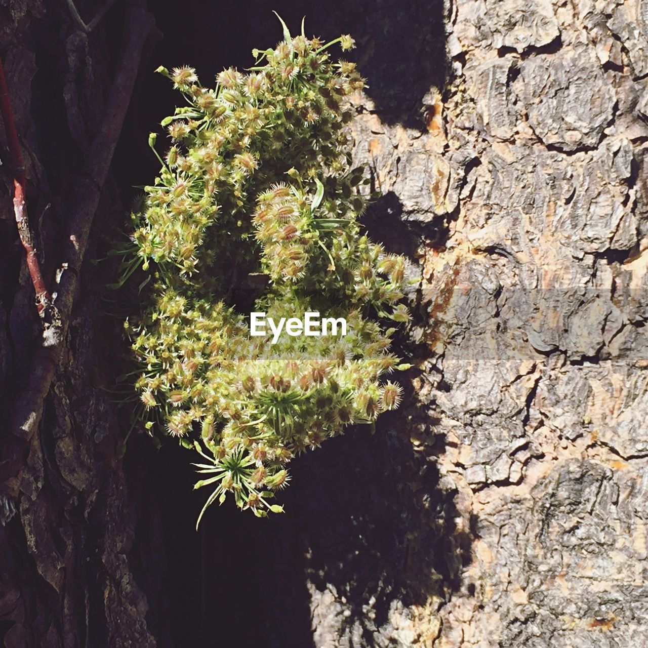 Close-up of fresh green plant growing on tree trunk