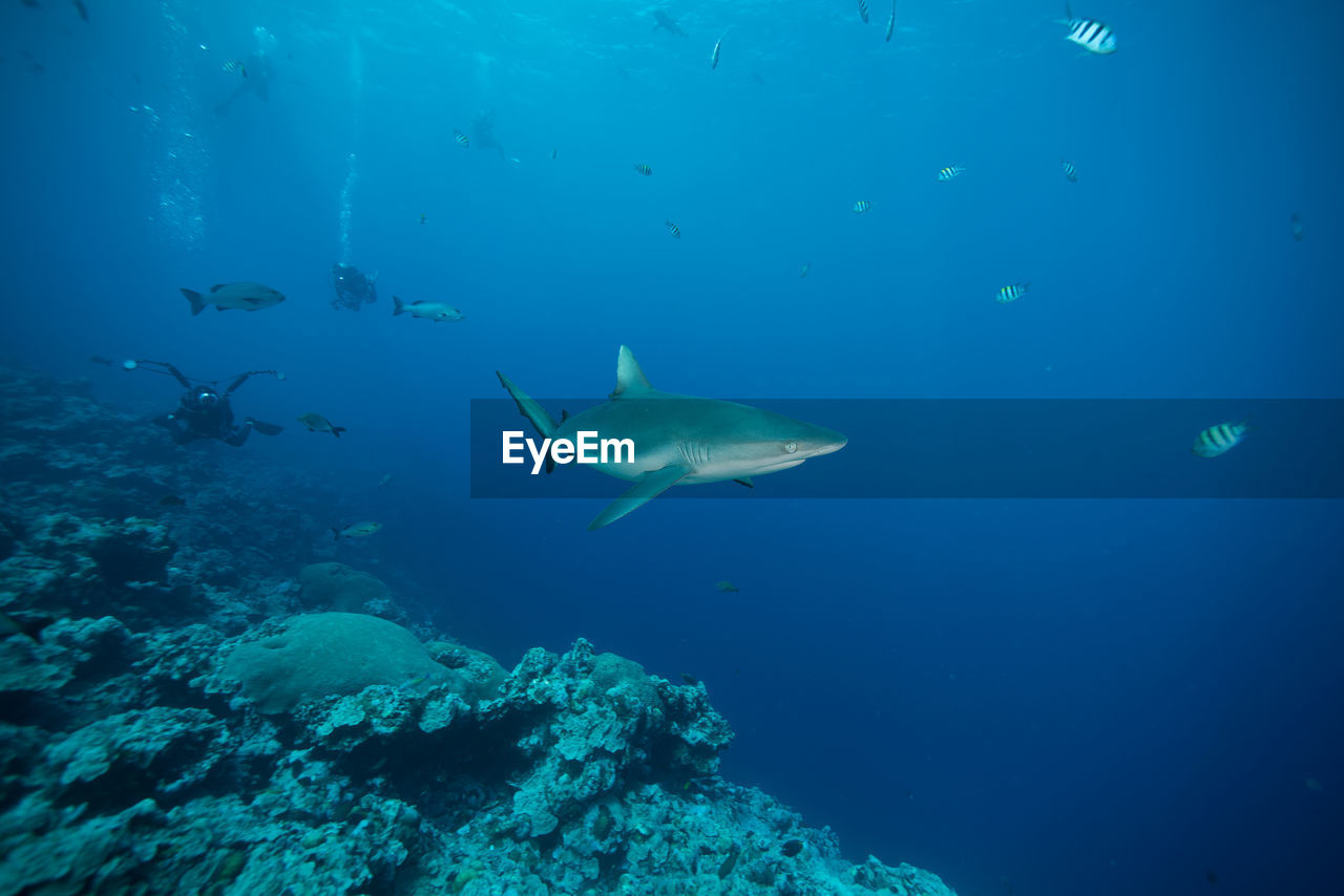 Scuba diver swimming in blue sea