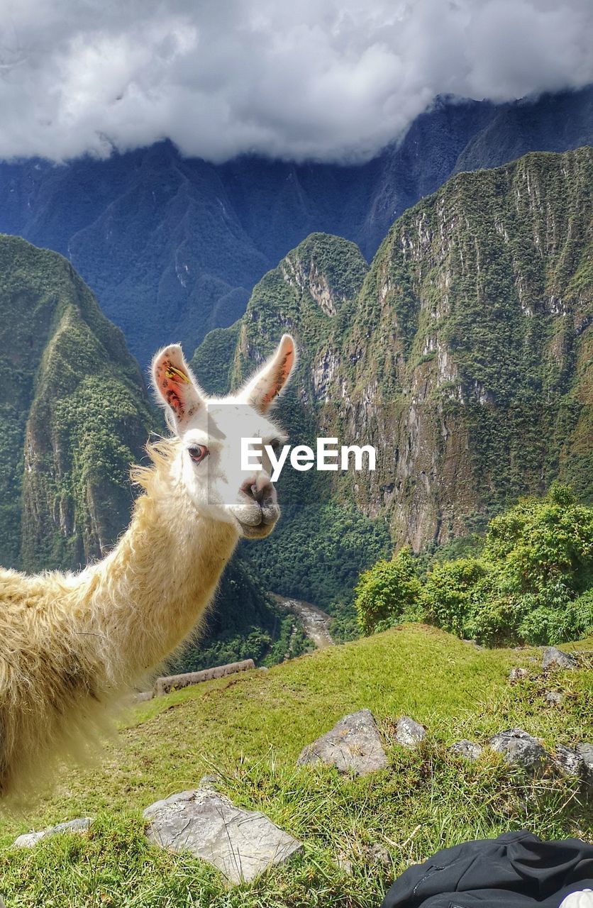 VIEW OF CAT ON ROCK AGAINST MOUNTAIN