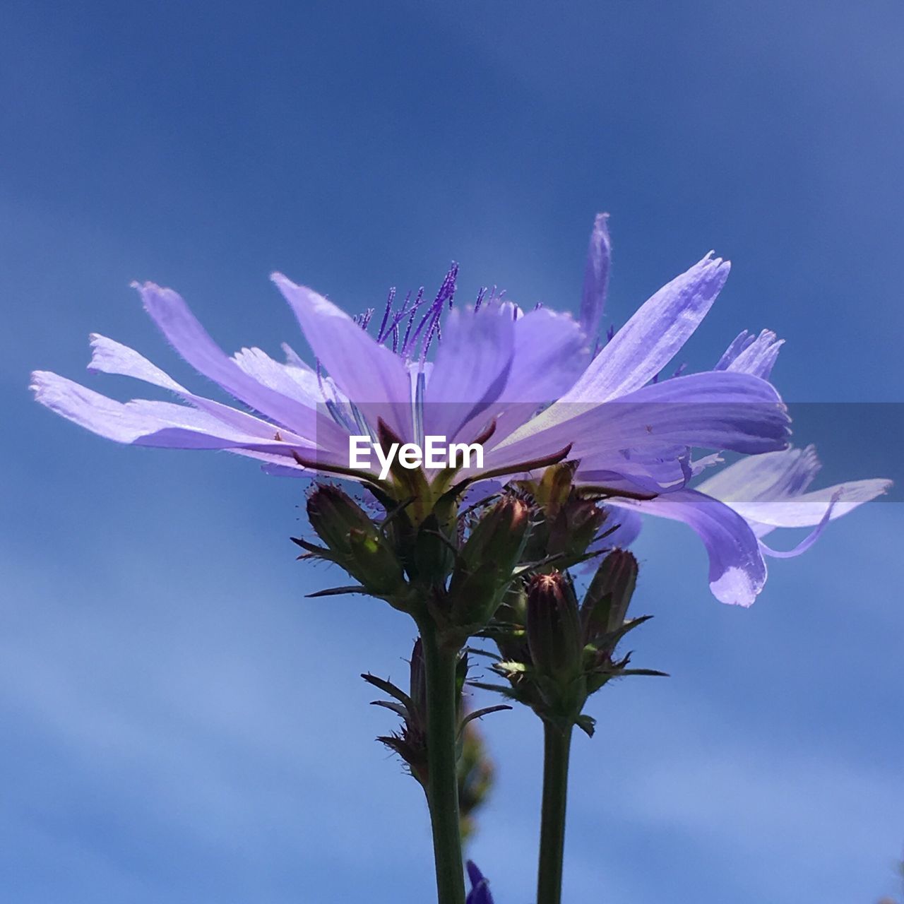 CLOSE-UP OF PURPLE FLOWER BLOOMING AGAINST SKY