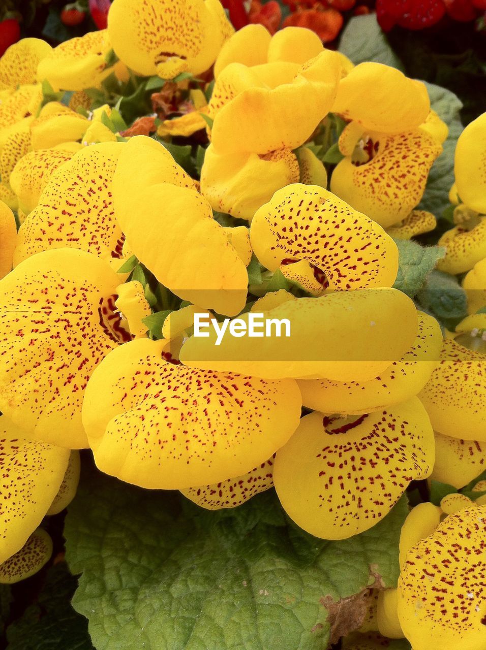 CLOSE-UP OF YELLOW FLOWER