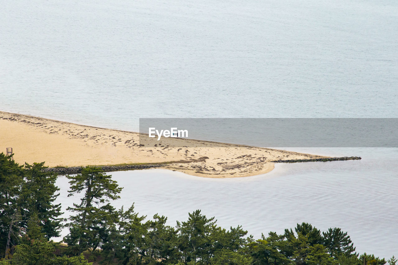 High angle view of trees growing against beach
