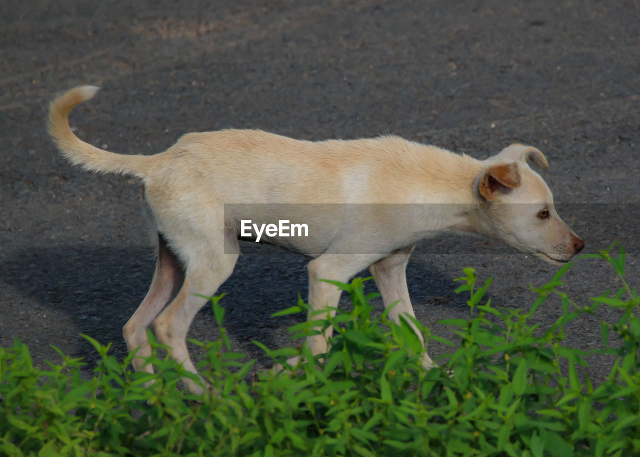 DOG STANDING IN FIELD