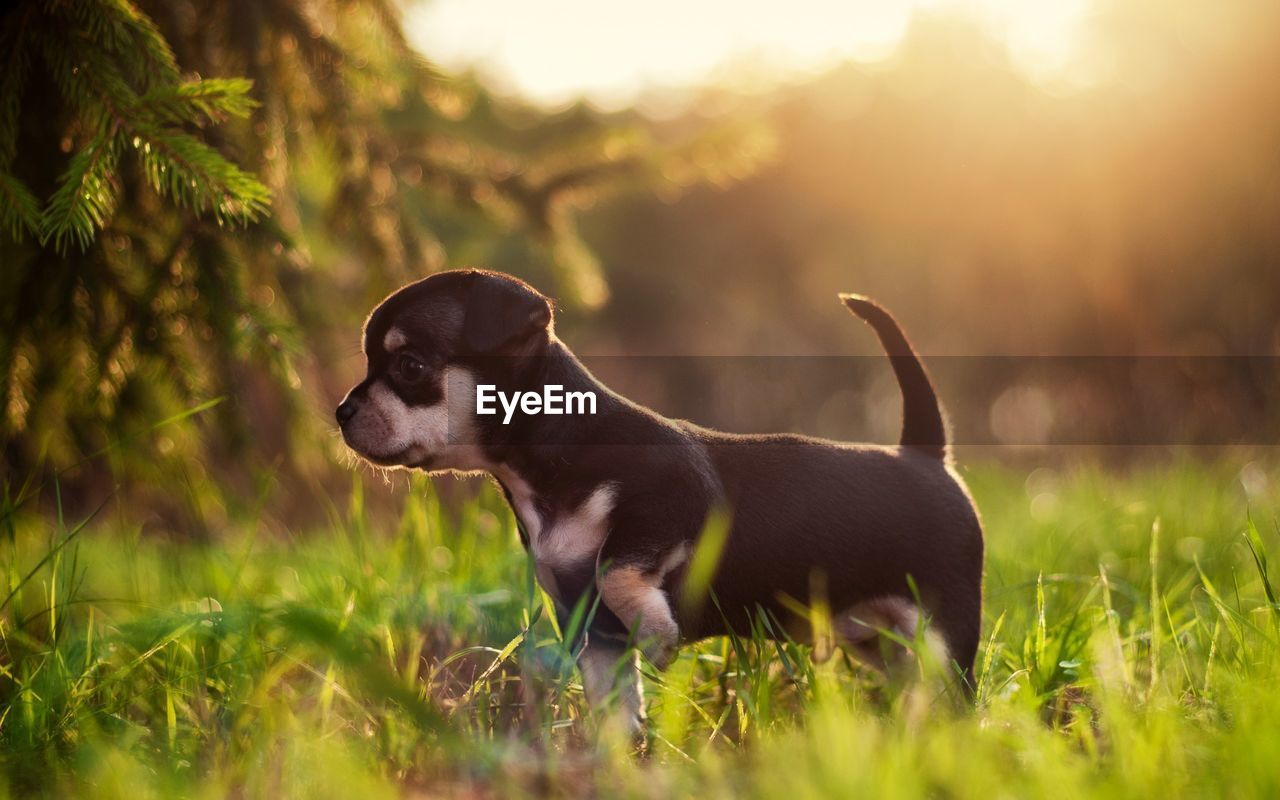 Dog on grassy field