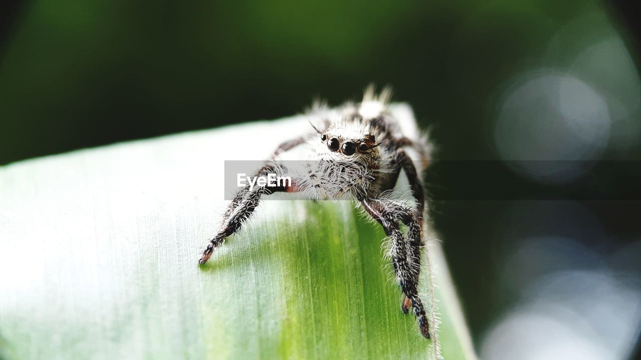 Close-up of spider