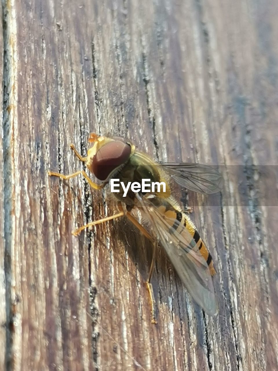 CLOSE-UP OF BEE ON WOODEN POST