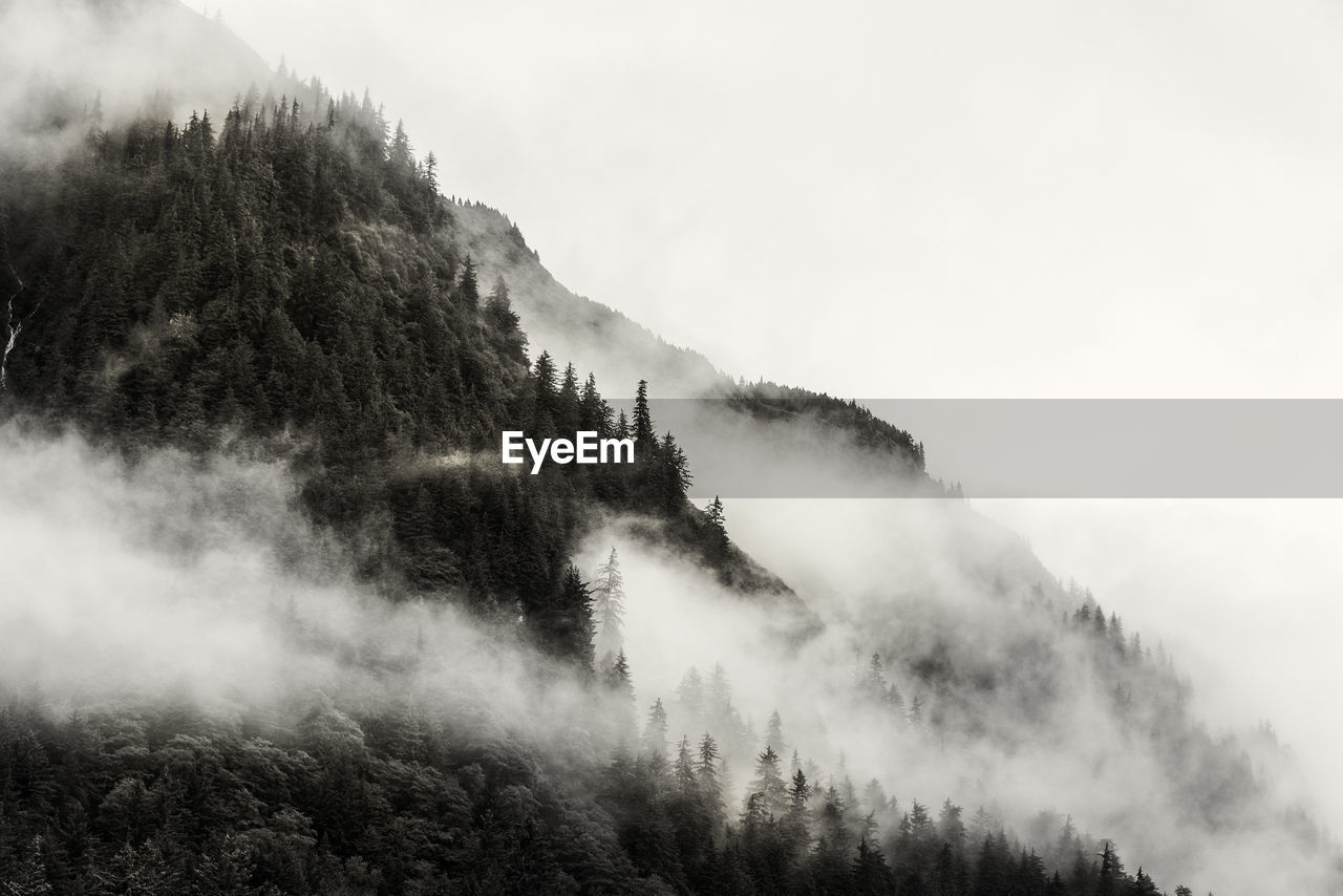 Trees on mountain during foggy weather