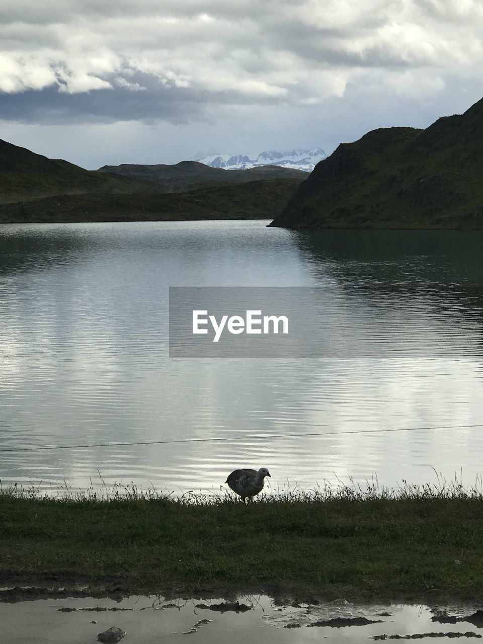 VIEW OF A BIRD IN LAKE