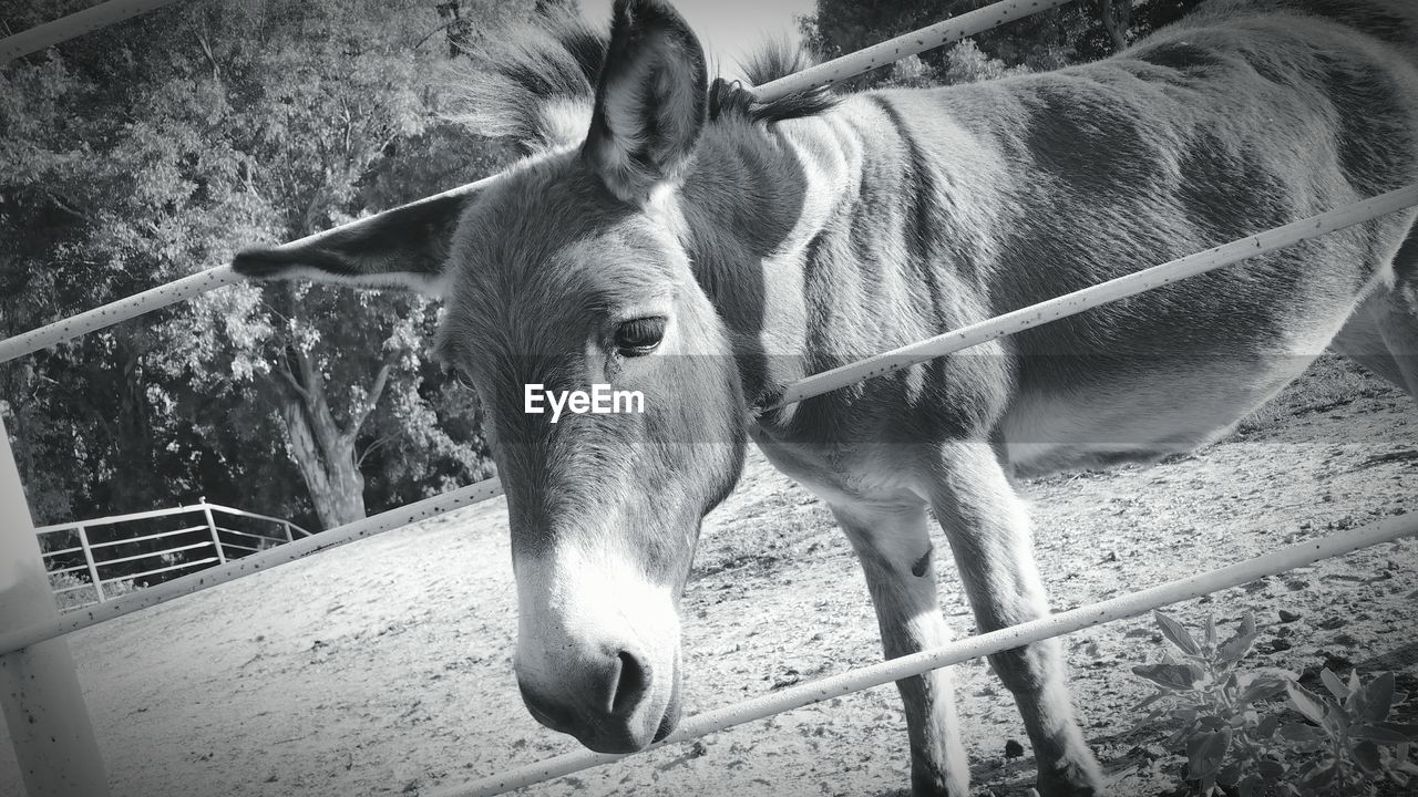 Horse standing behind fence in ranch