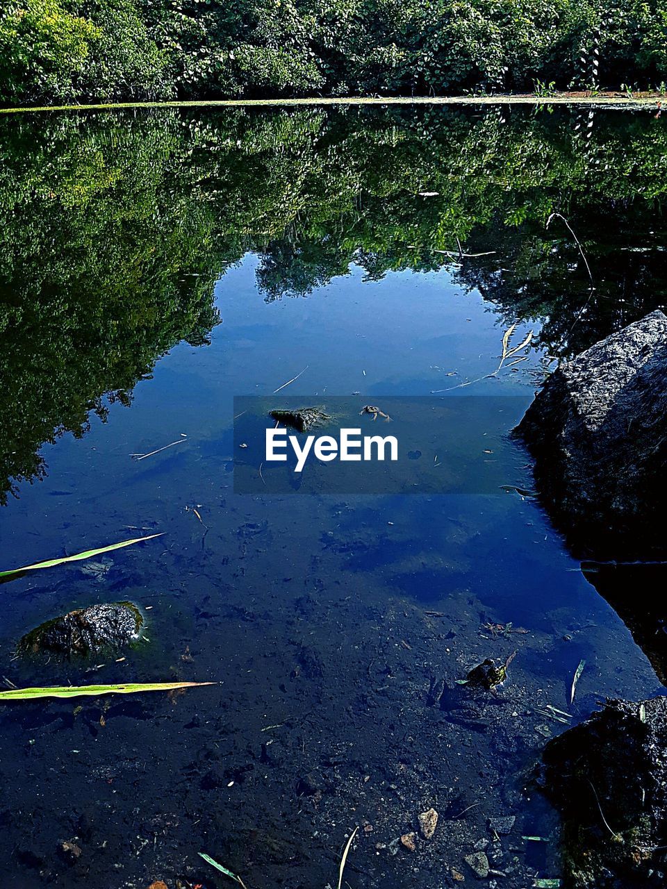 HIGH ANGLE VIEW OF TURTLE SWIMMING IN LAKE