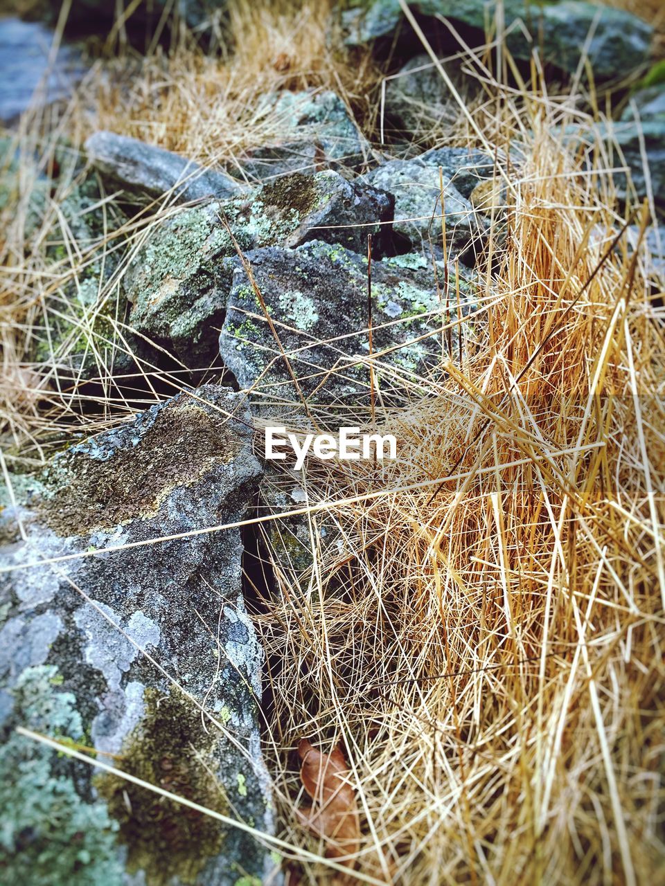 Close-up of hay and rocks