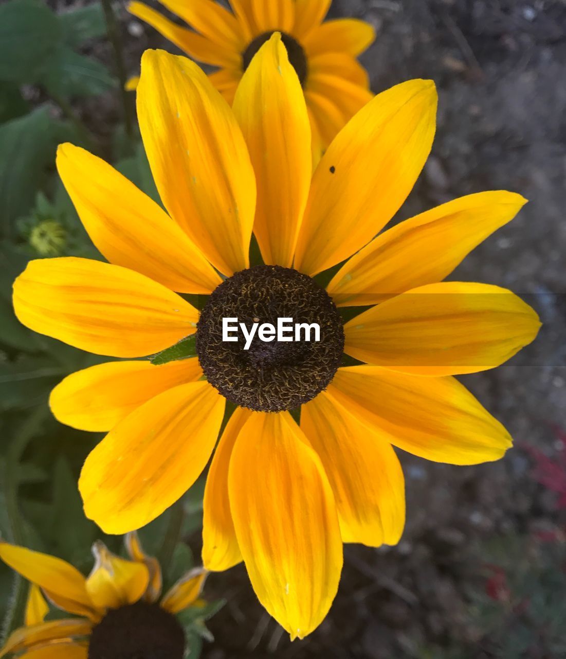 CLOSE-UP OF WET YELLOW FLOWER