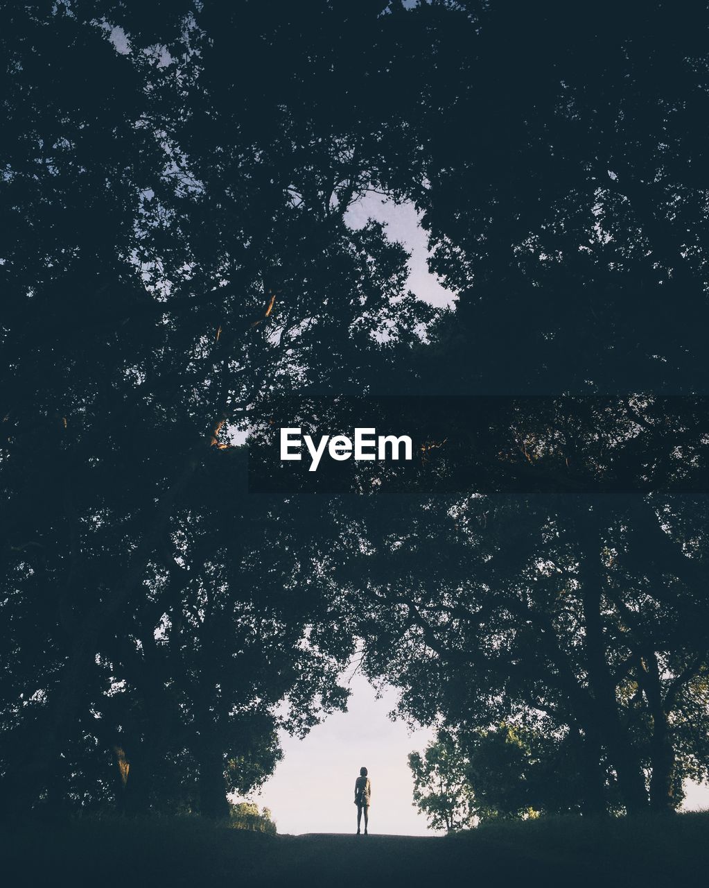 Silhouette  of person standing underneath trees