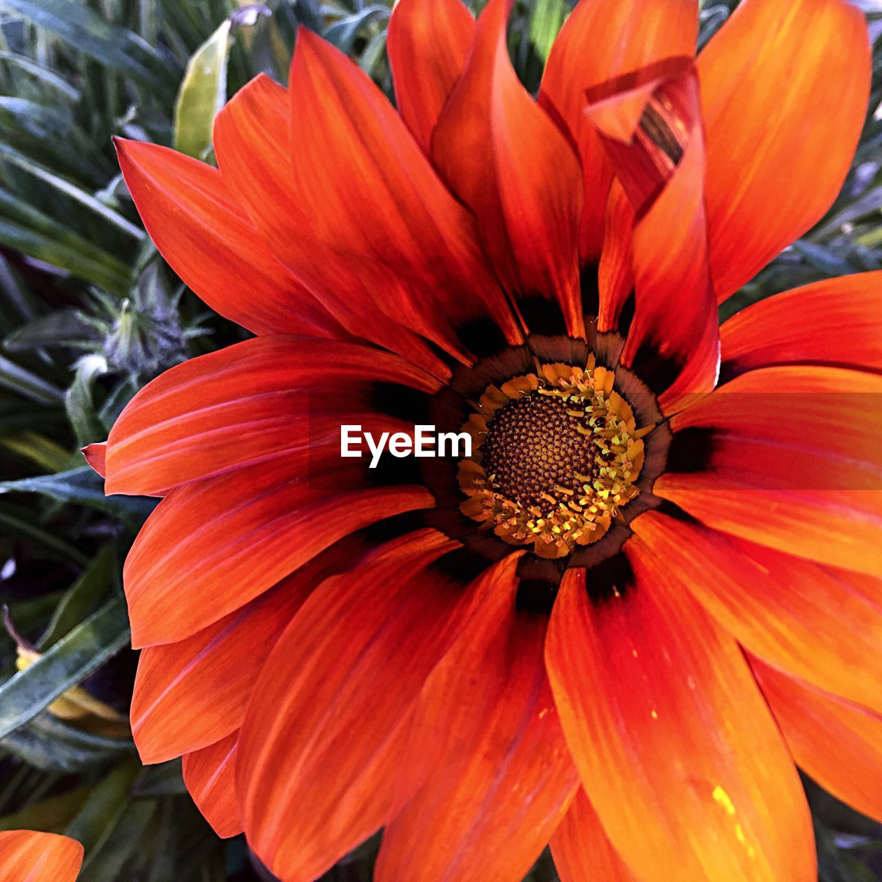 CLOSE-UP OF ORANGE FLOWER BLOOMING