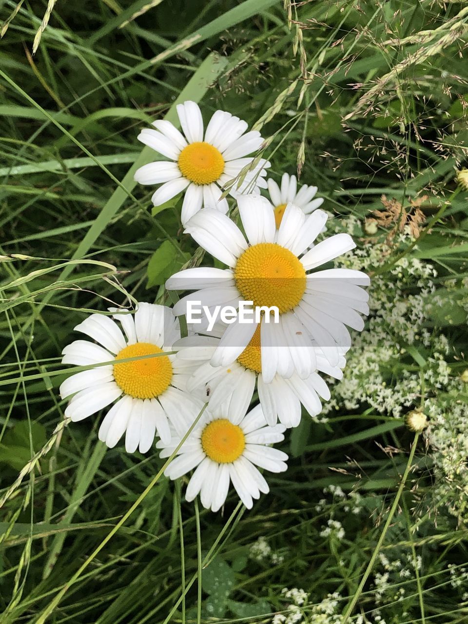 CLOSE-UP OF WHITE DAISY FLOWERS