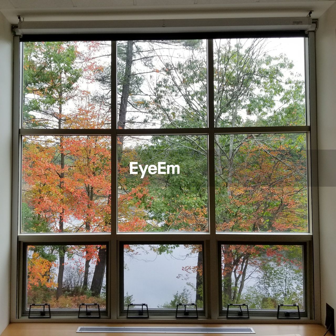 TREES SEEN THROUGH WINDOW DURING WINTER SEASON