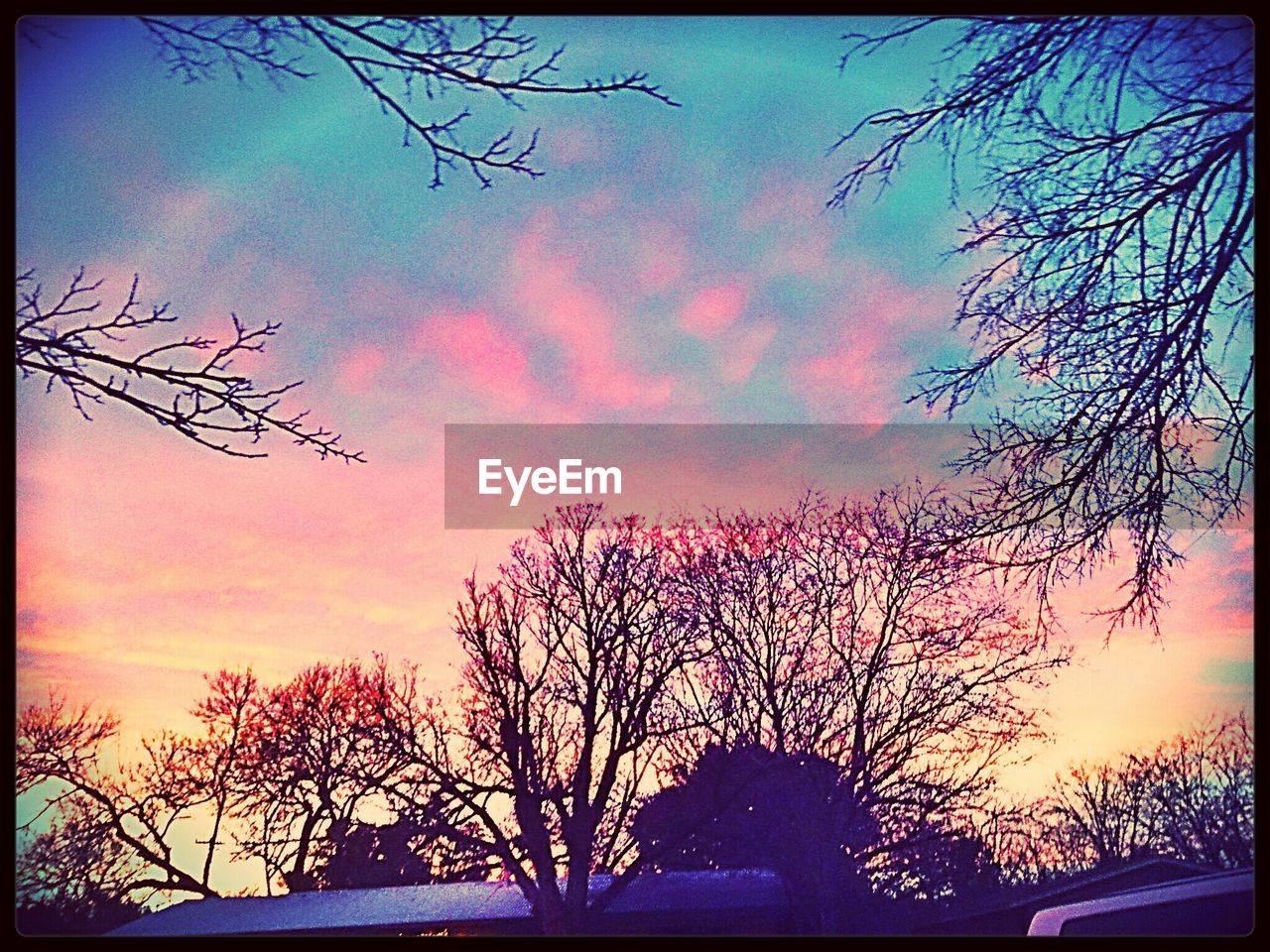 LOW ANGLE VIEW OF BARE TREES AT SUNSET