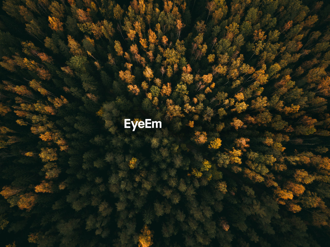 Full frame shot of trees