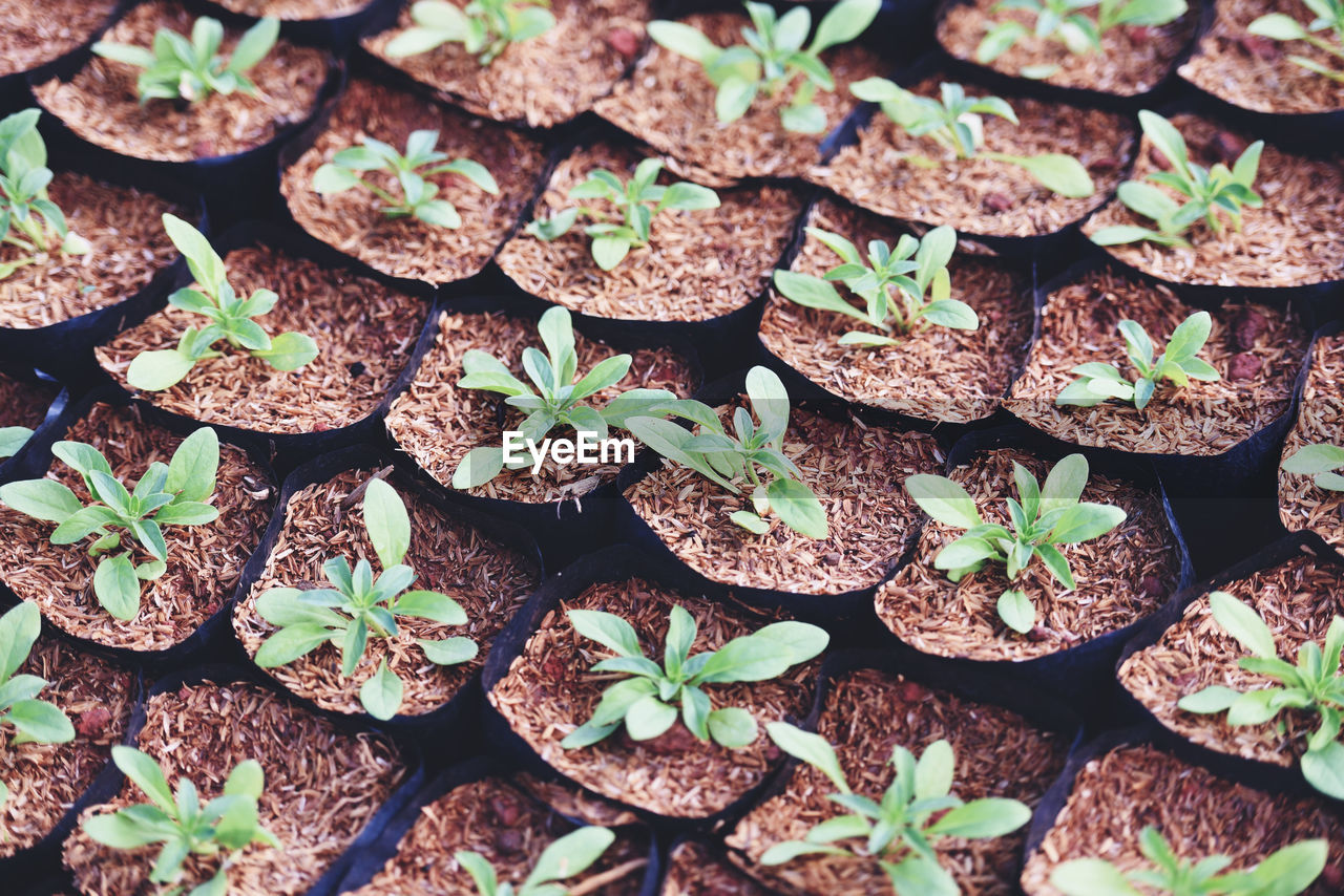 FULL FRAME SHOT OF FRESH PLANTS ON FIELD